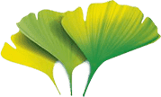 Ginkgo biloba - pagrindinis ArtiZynt kapsulių ingredientas